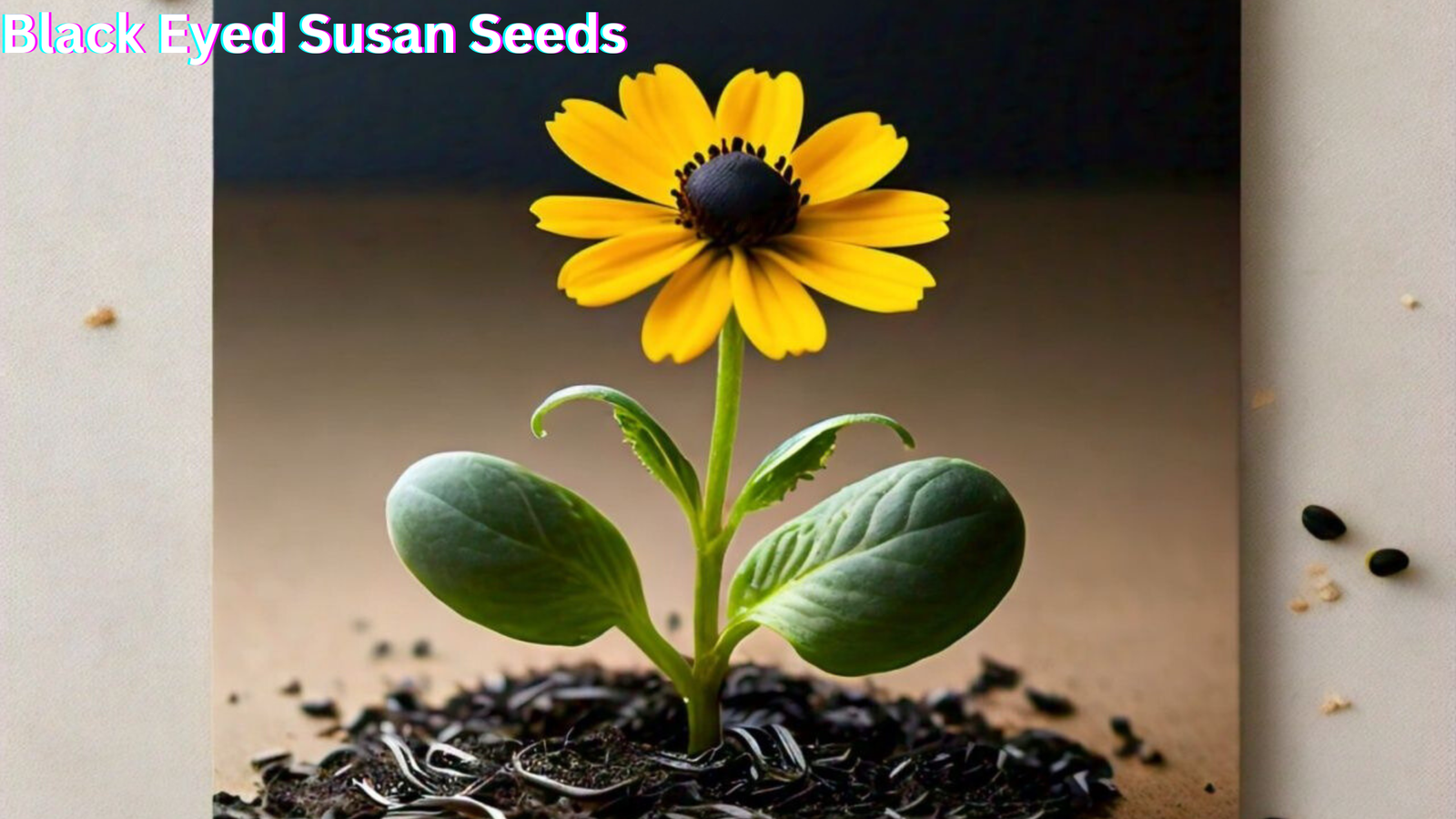 Black Eyed Susan Seeds