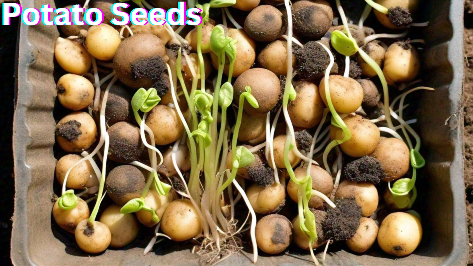 Potato Seeds